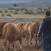 Los ganaderos, hartos de polémicas