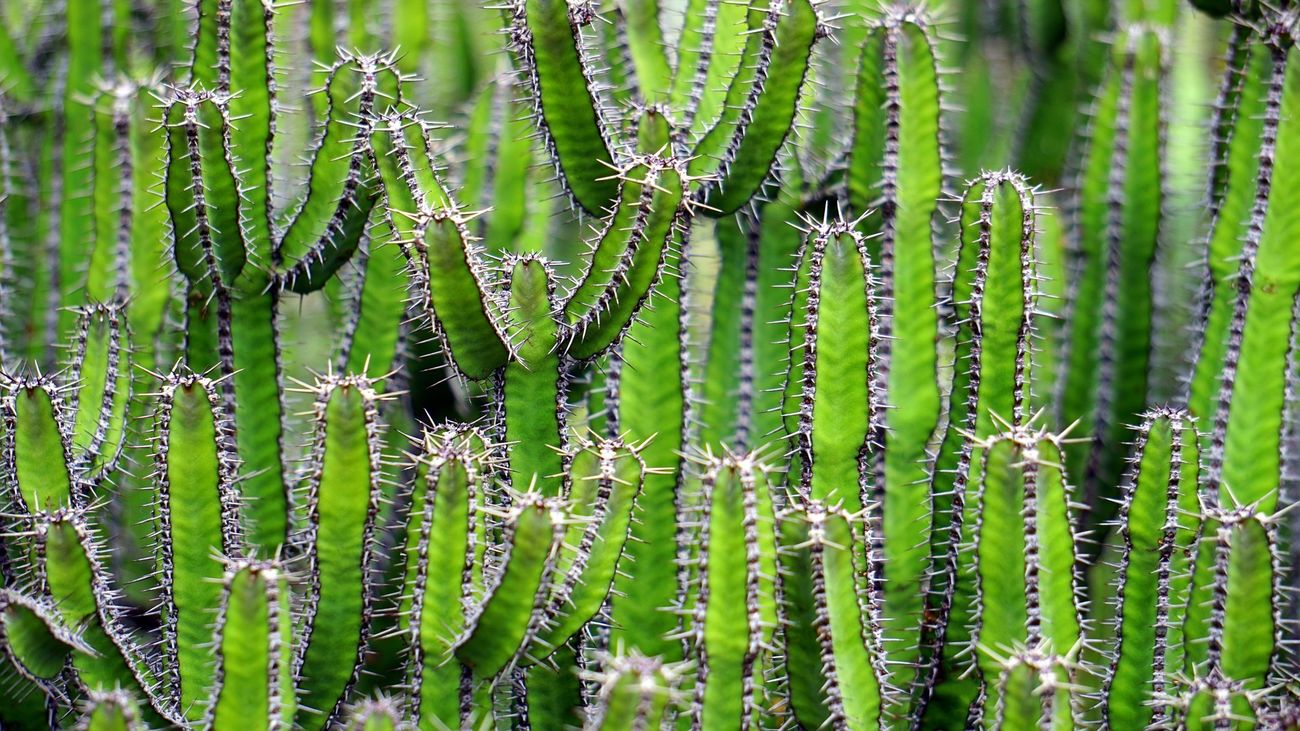 ¿Para qué sirven las espinas de un cactus?