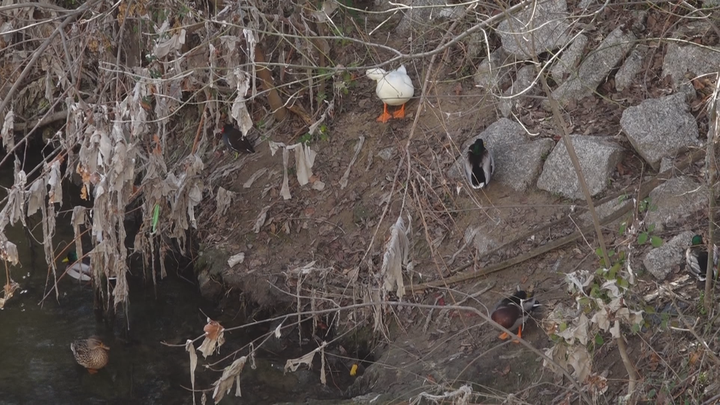 Los plásticos y las toallitas invaden el río Manzanares
