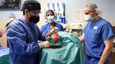 Primer trasplante con éxito del corazón de un cerdo a un hombre