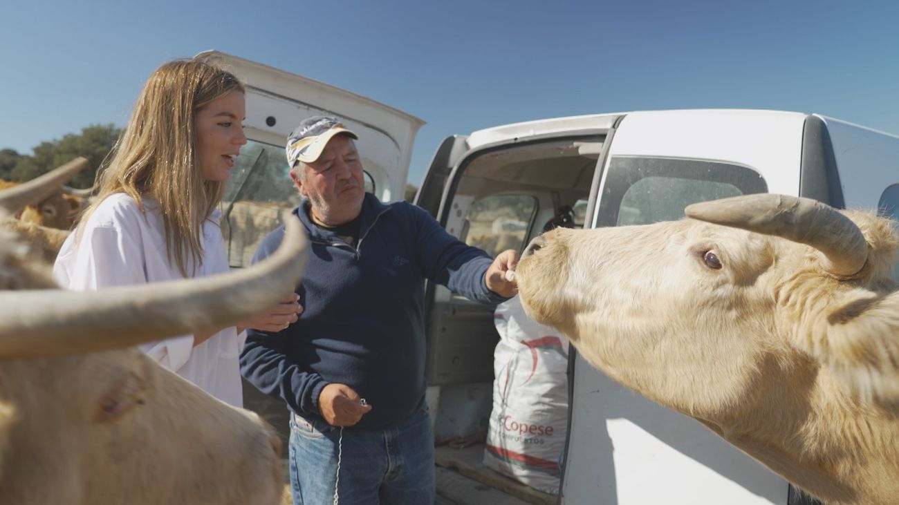 Carne de ternera de primerísima calidad en Colmenar Viejo