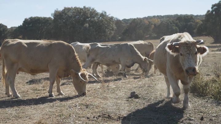 Carne de ternera de primerísima calidad en Colmenar Viejo