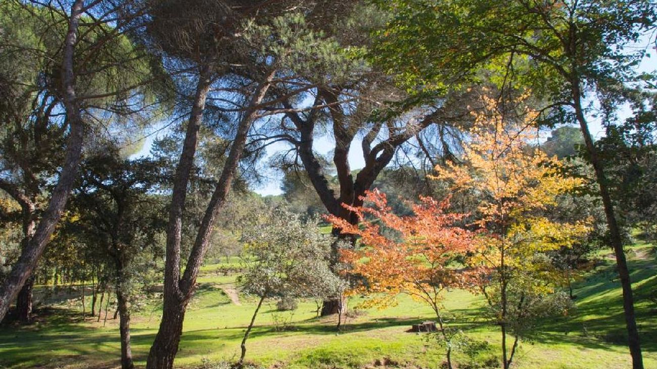 Majadahonda organiza por San Antón la I marcha con mascotas por el Monte del Pilar