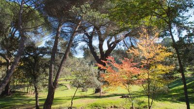 Majadahonda organiza por San Antón la I marcha con mascotas por el Monte del Pilar