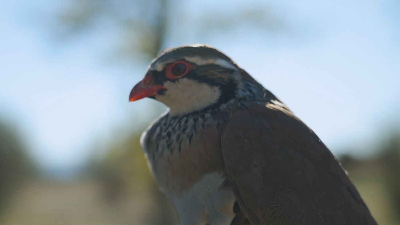 En busca de perdices, las reinas de la caza menor