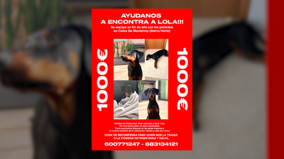 Recompensa de 1.000 euros para quien encuentre a Lola, una perrita desaparecida en Venturada
