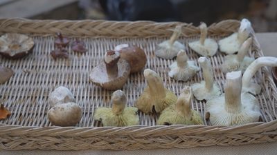 ¡Setas con sabor a pollo y a lentejas!