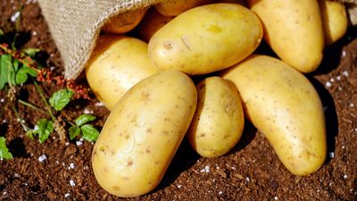 ¿Por qué no debemos guardar las patatas en el frigorífico ni ponerlas al sol?