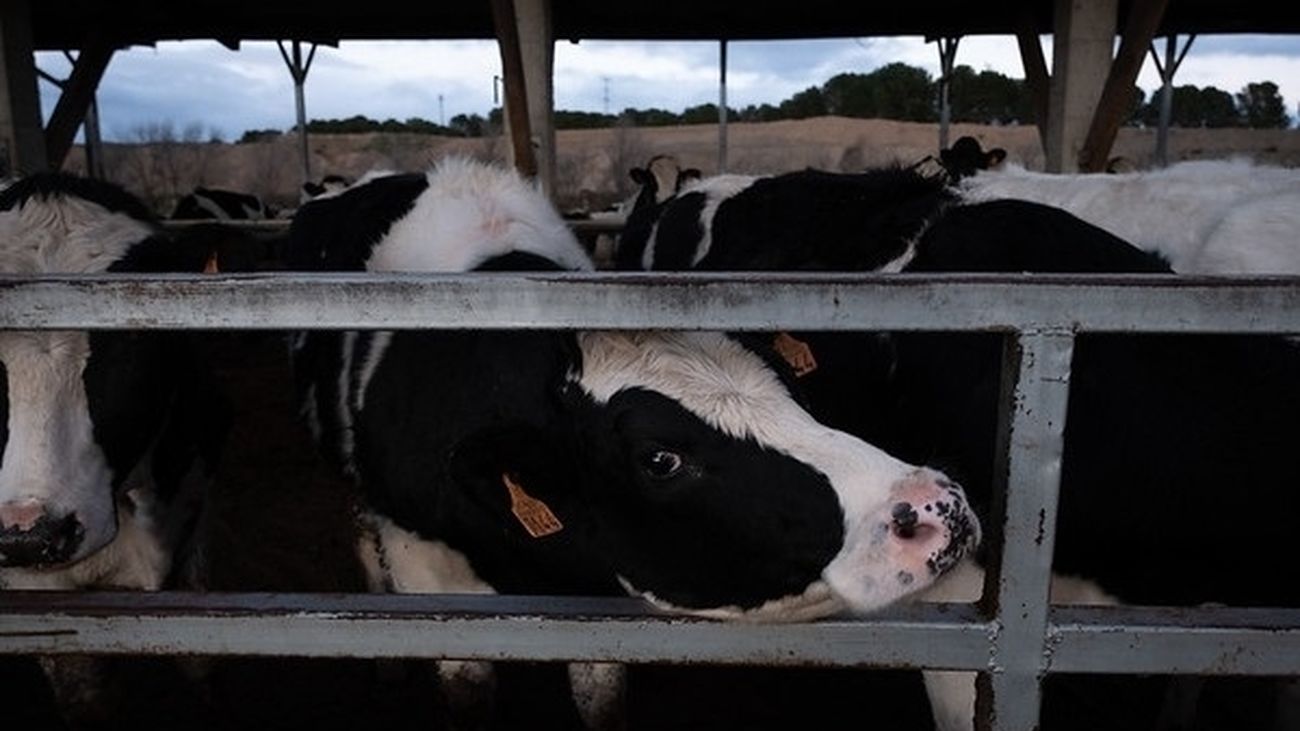 "¿Macrogranjas? También puedo decir que hay un macroconsejo de ministros"