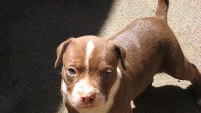 Detenido en Valdemoro por arrojar su pitbull por una ventana para hacer daño a su pareja