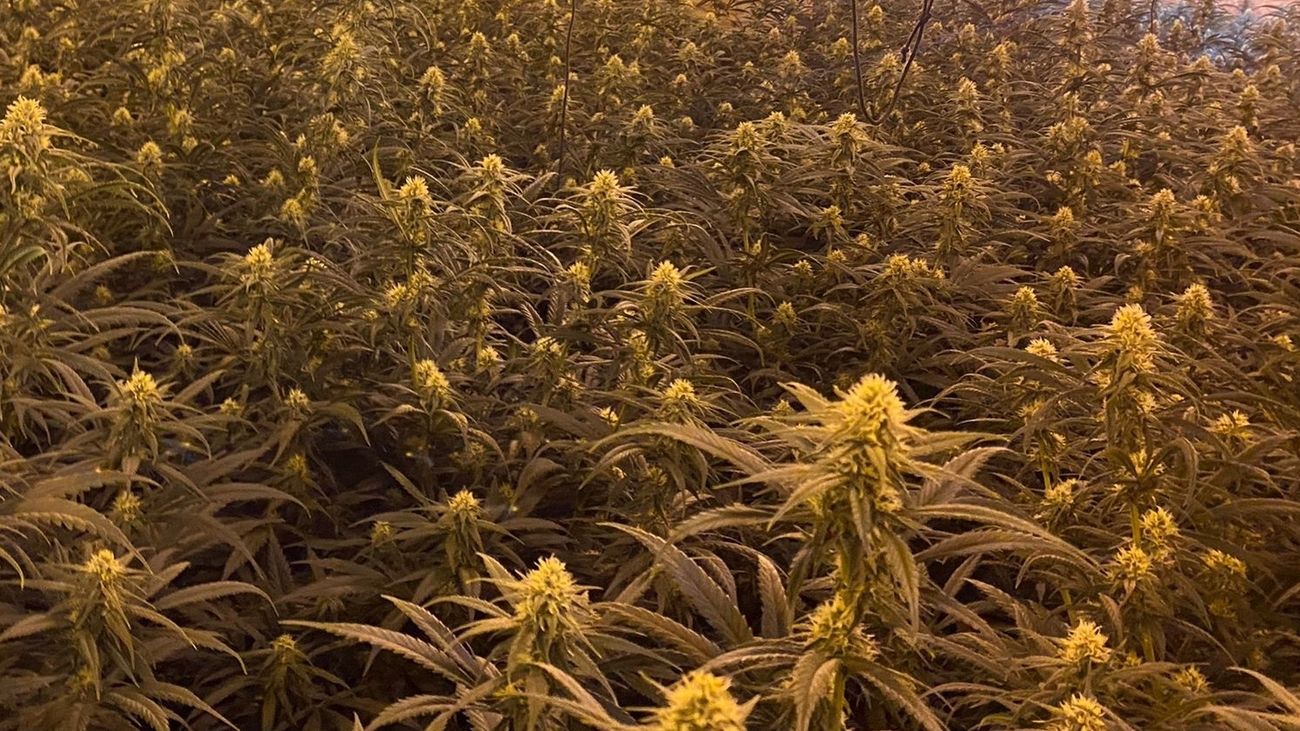 Varias plantas de marihuana