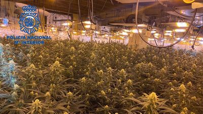 Una familia de Hortaleza es detenida por tener una plantación de marihuana en su chalet de lujo