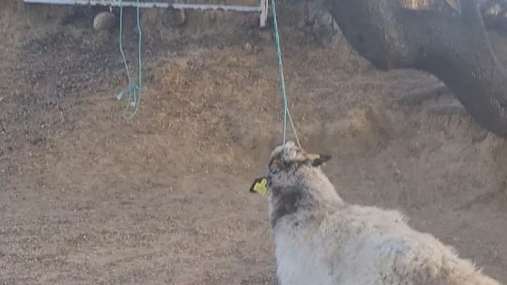 Matan dos ovejas de un ganadero de Colmenar amenazado por denunciar irregularidades