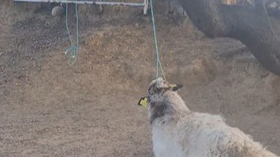 Matan dos ovejas de un ganadero de Colmenar amenazado por denunciar irregularidades