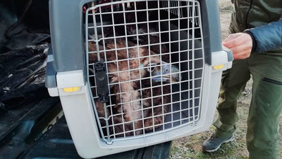 Agentes Forestales de la Comunidad de Madrid recuperan un ejemplar de buitre negro
