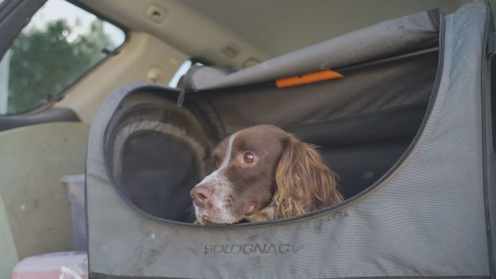 ¡A la caza de conejos!