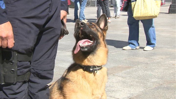 La Unidad Canina de Policía Municipal realiza su exhibición por San Antón