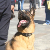 La Unidad Canina de Policía Municipal realiza su exhibición por San Antón