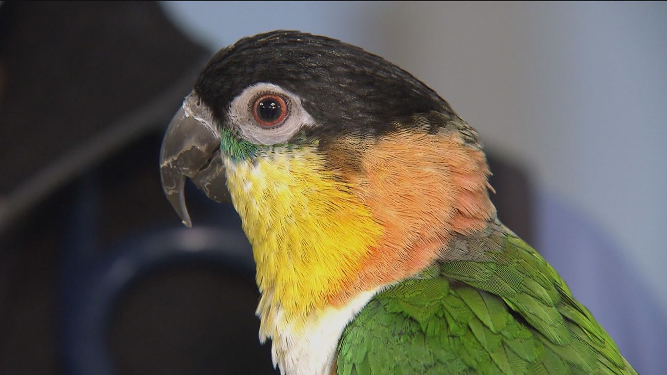 Así es un hospital de animales exóticos por dentro