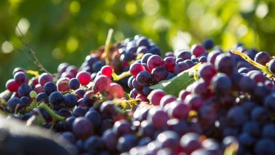 Vinos de Madrid cierra 2021 con el mejor dato histórico en los últimos 15 años