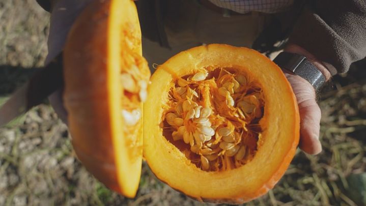 ¿Son todas las calabazas de color naranja?