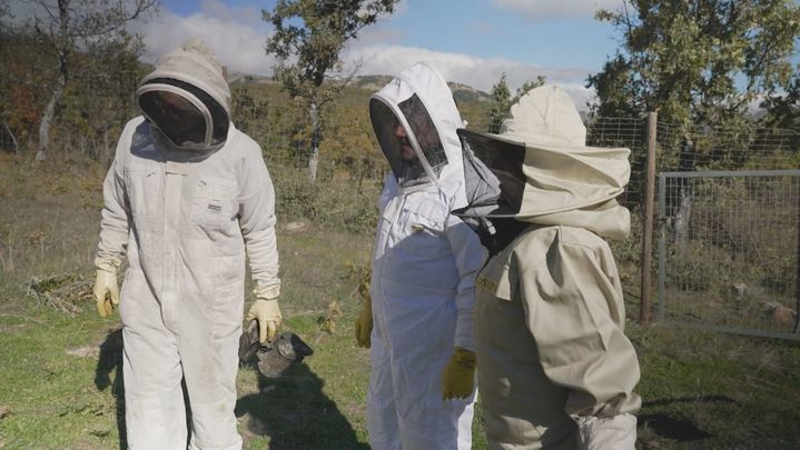 ¿Cómo hacen las abejas la miel? Lo descubrimos en Miraflores de la Sierra