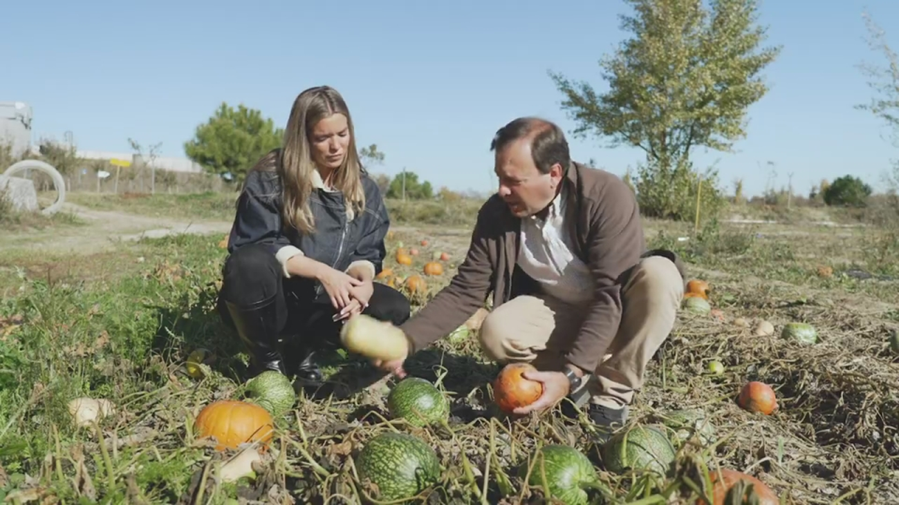 ¿Son todas las calabazas de color naranja?