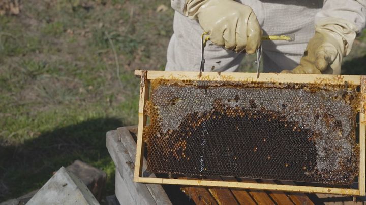 ¿Cómo hacen las abejas la miel? Lo descubrimos en Miraflores de la Sierra