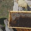 ¿Cómo hacen las abejas la miel? Lo descubrimos en Miraflores de la Sierra