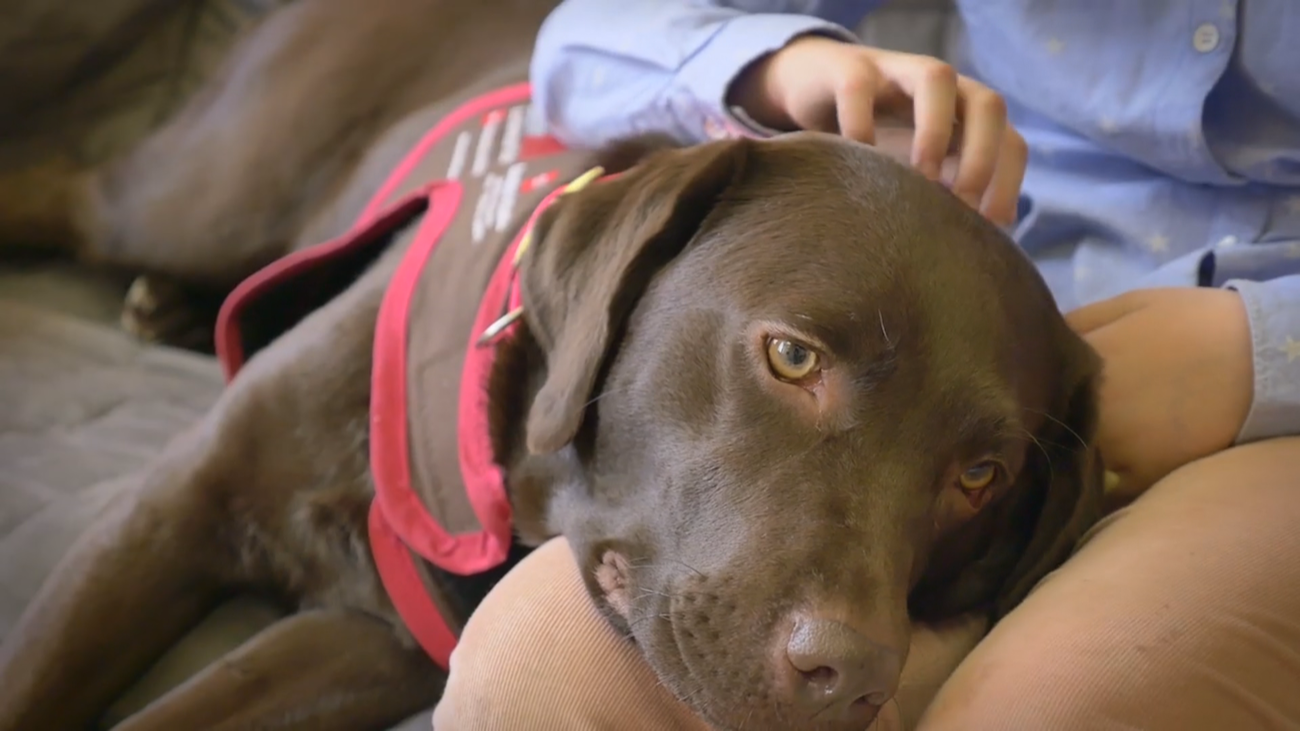 Perros adiestrados acompañan a niños al juzgado para declarar por violencia de género