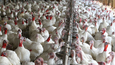 Agricultura dice tener controlado el brote de gripe aviar de Segovia