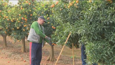 La brecha entre el campo y la mesa del consumidor se agranda con ‘costes inasumibles’ para los agricultores