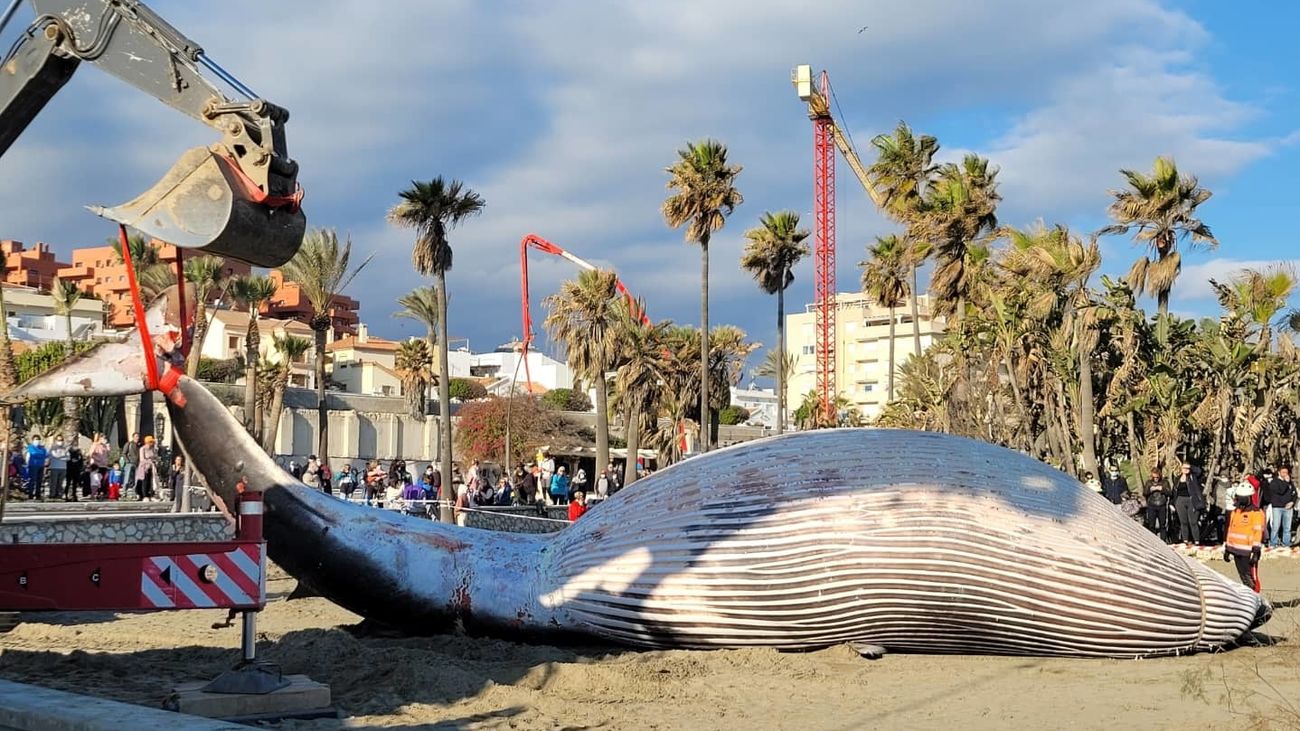 Aparece varado el cadáver de una ballena de nueve metros en la playa de La Rada de Estepona