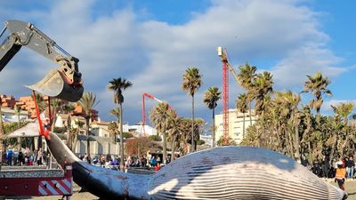 Aparece varado el cadáver de una ballena de nueve metros en la playa de La Rada de Estepona