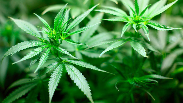 El cannabis, una sustancia más dañina de lo que creen algunos