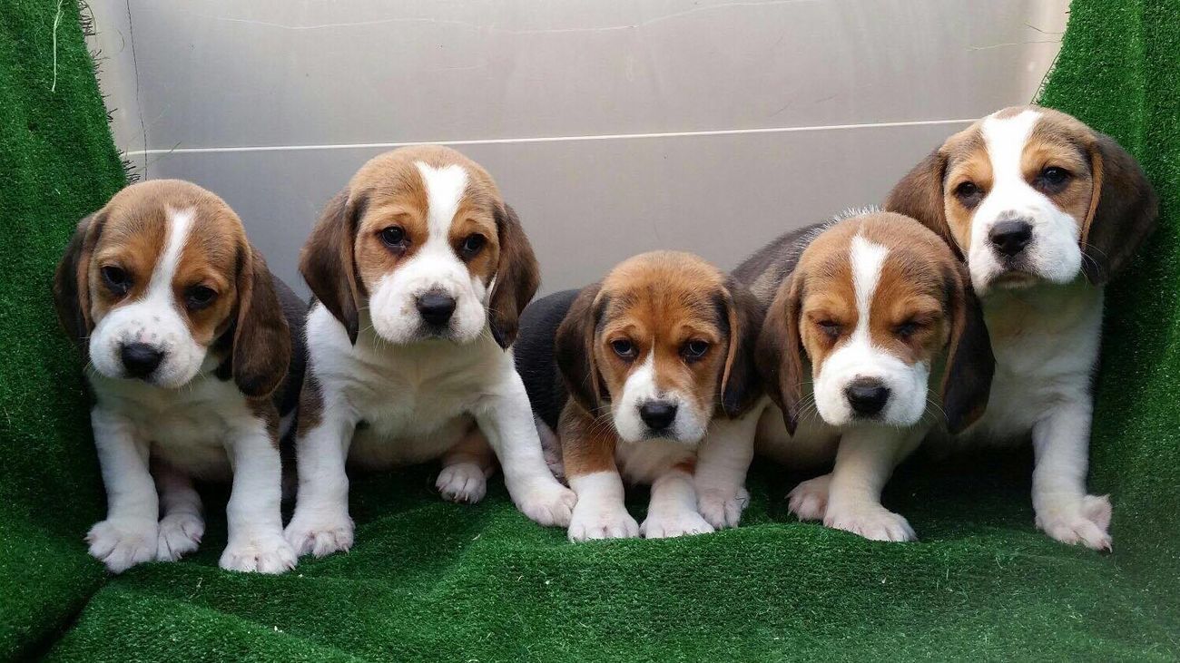 Cachorros de perro de la raza beagle