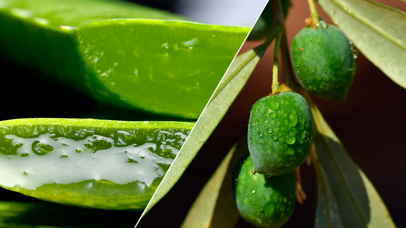 El sueño de comer sin engordar, más cerca que nunca gracias al aloe vera y a las hojas de olivo