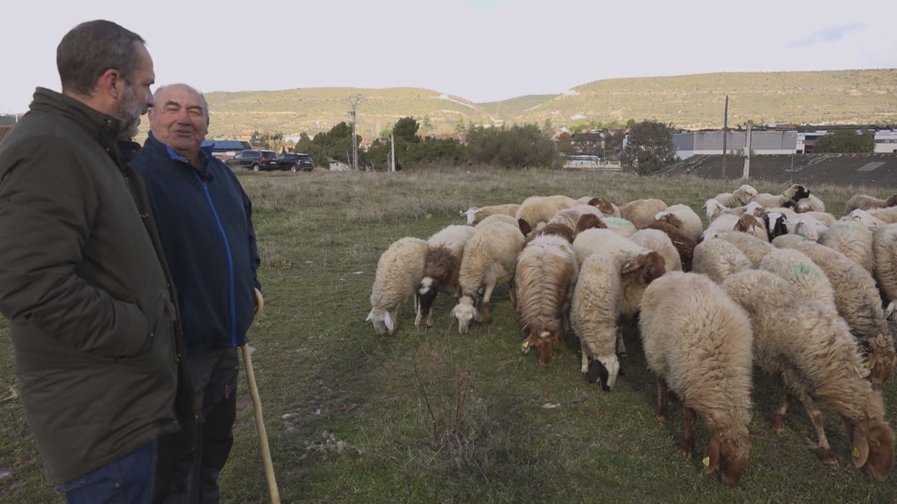 Félix Benito, el último pastor de Torrelaguna