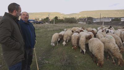 Félix Benito, el último pastor de Torrelaguna