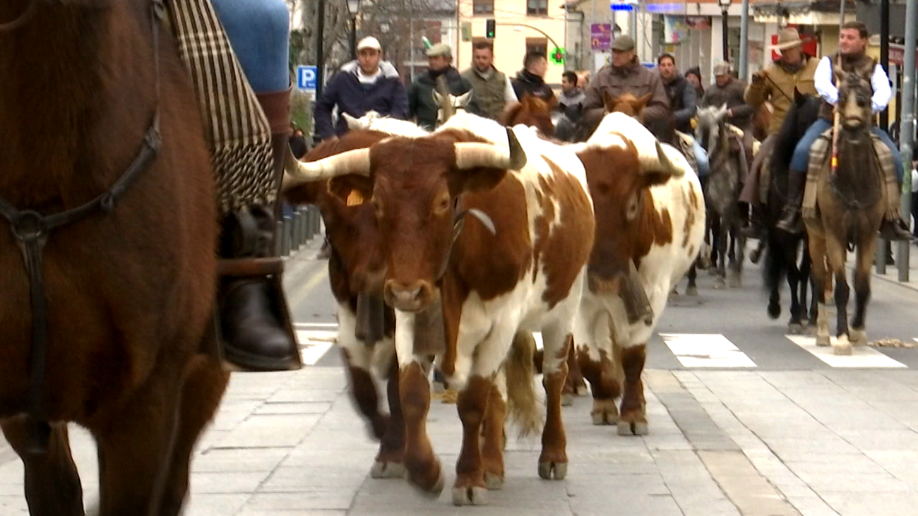 Collado Mediano celebra la VI Trashumancia de Bueyes a Caballo