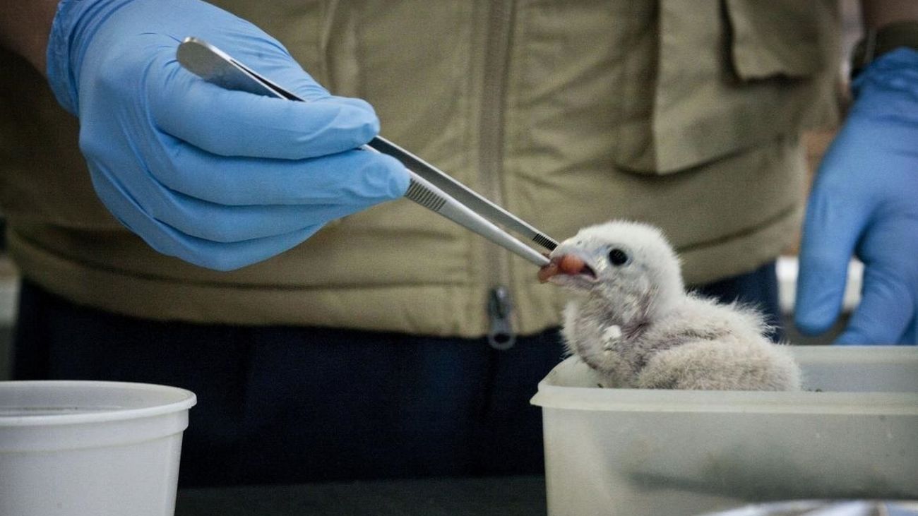 La Comunidad de Madrid atendió en 2021 a un 14,5% más de animales silvestres