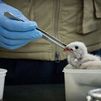 La Comunidad de Madrid atendió en 2021 a un 14,5% más de animales silvestres