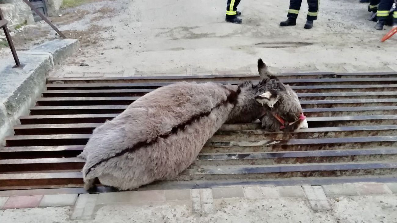El Gera consigue liberar a un burro atrapado en un paso canadiense de Cercedilla