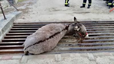 El Gera consigue liberar a un burro atrapado en un paso canadiense de Cercedilla