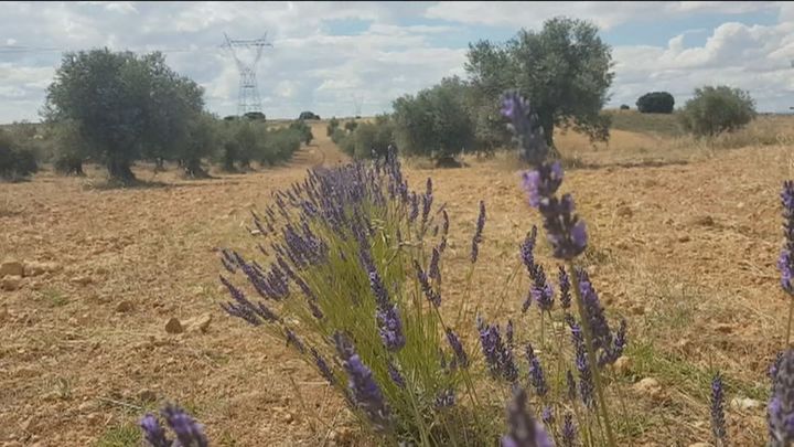 Un proyecto pionero en Madrid mejora la calidad de la aceituna usando plantas aromáticas