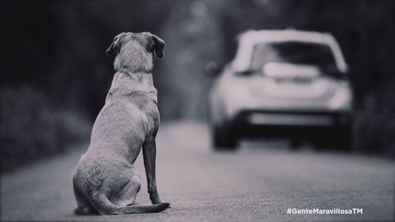¿Cómo reaccionarías frente a una situación de abandono animal?