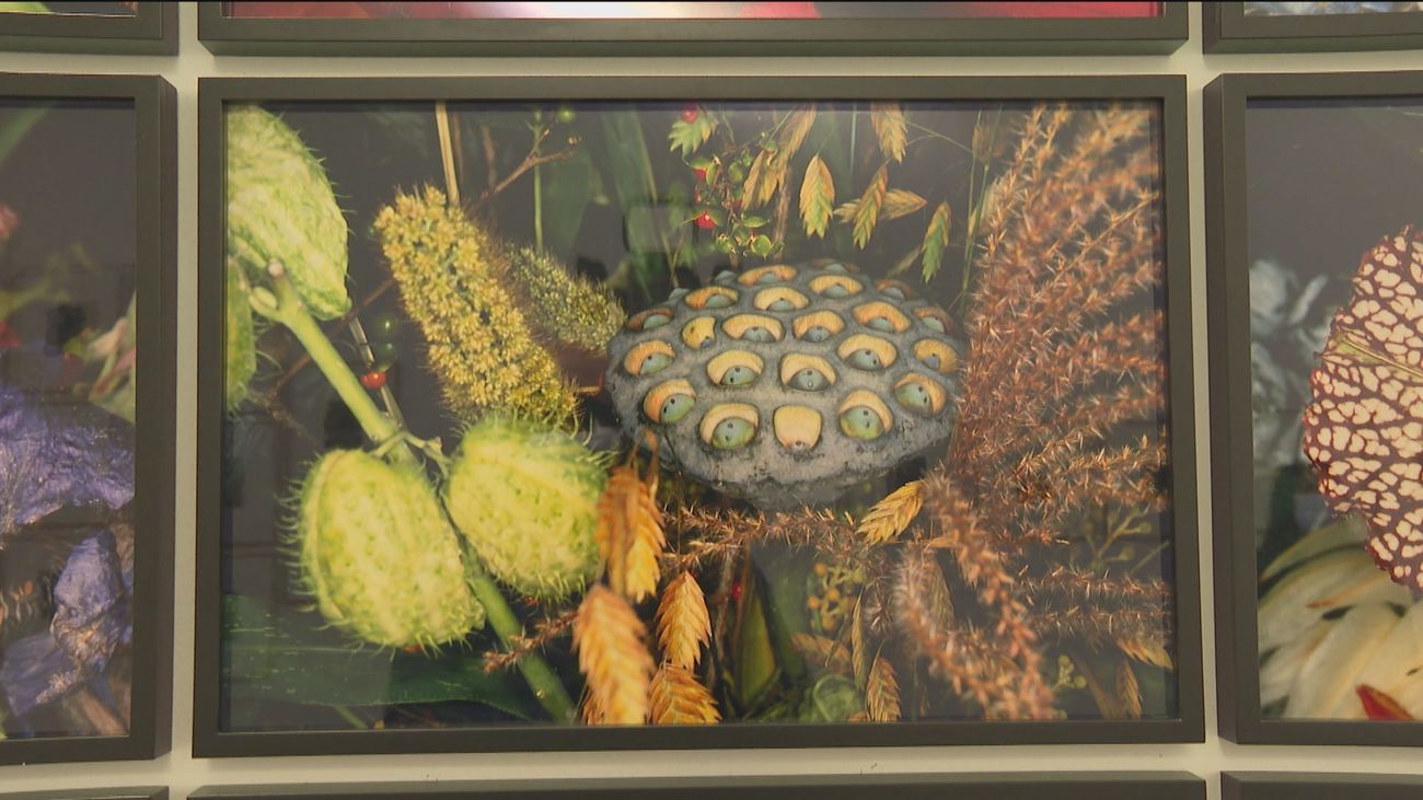 La exposición "Botánicas" muestra toda la belleza de lo vegetal en el Jardín Botánico