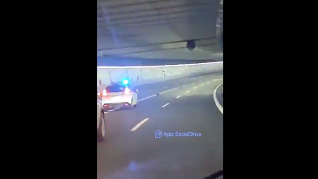 La Policía Municipal protege separa al perro de los conductores en un túnel de la M-30