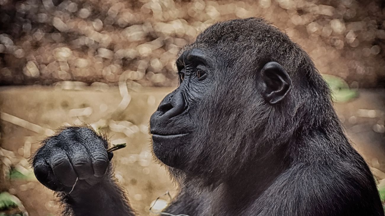 'Atrápame si puedes'