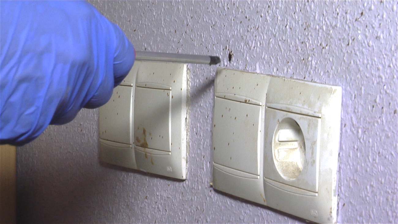 ¿Qué debemos hacer si aparecen chinches en nuestra vivienda?